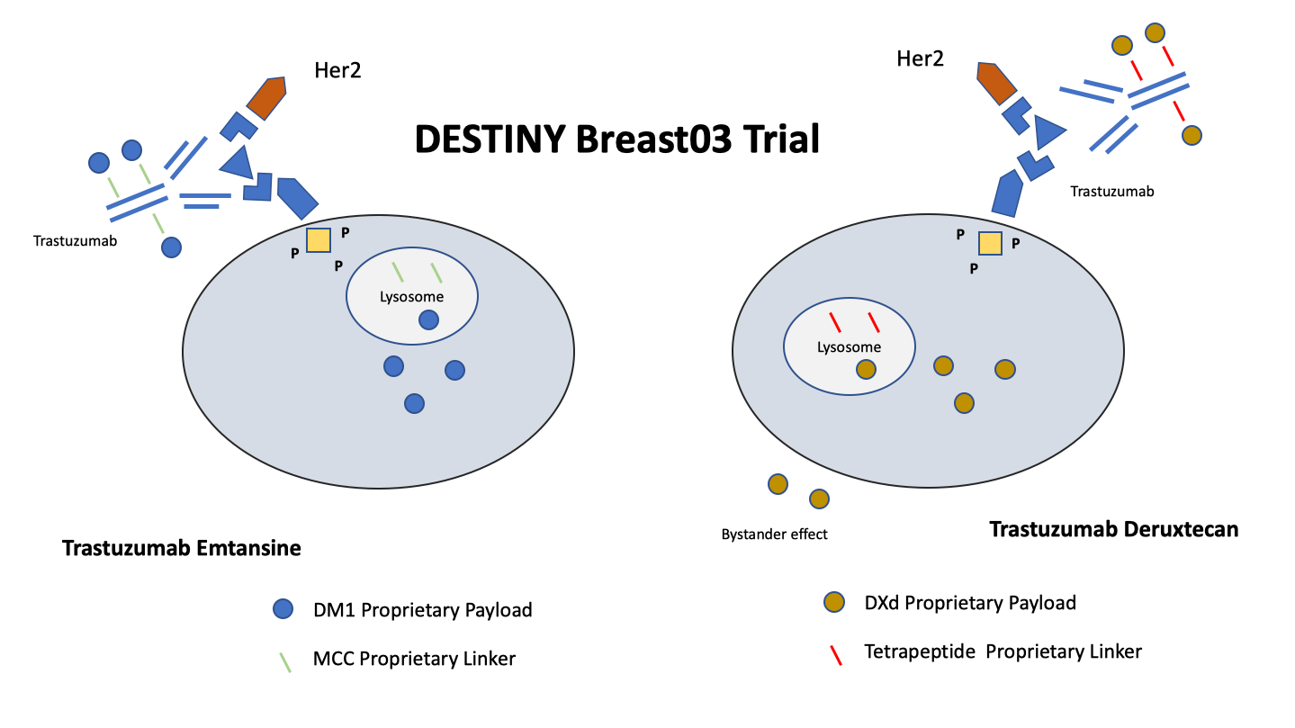Working on chronification of Her2-positive advanced breast cancer